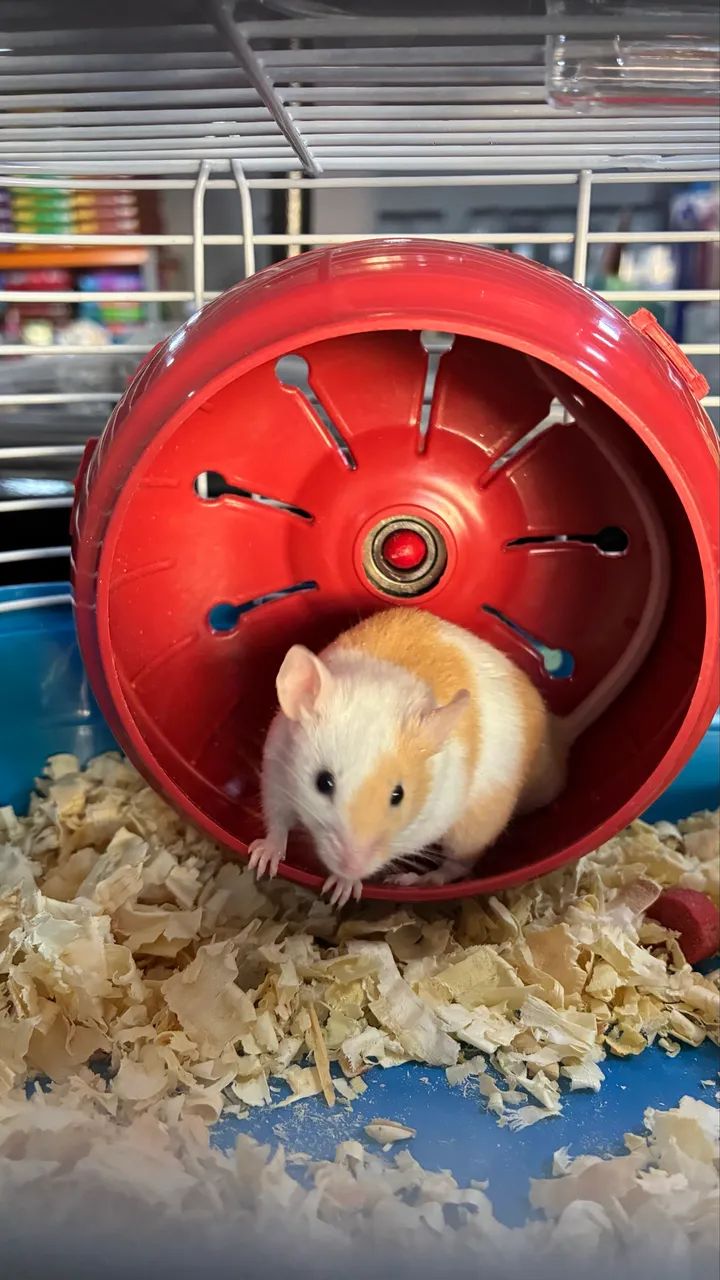 Hamster - Foto 3