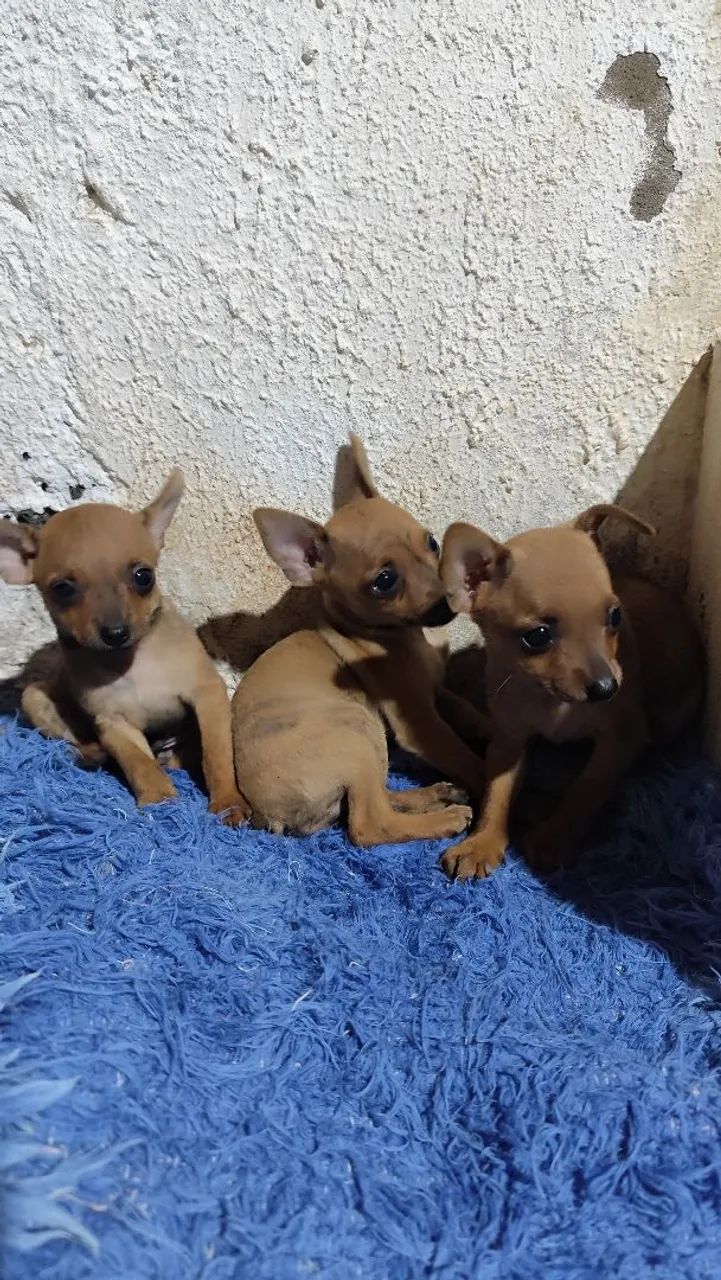 Pinscher  - Foto 2