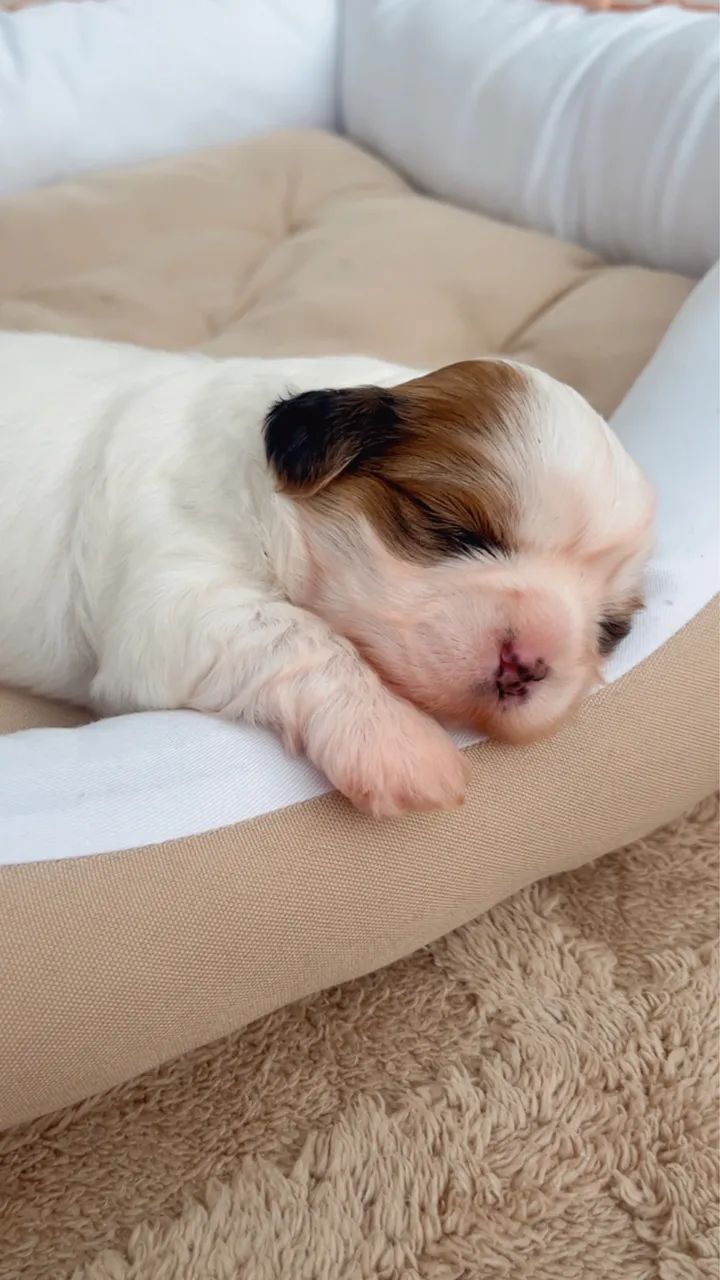 FÊMEA SHIHTZU BRANQUINHA  - Foto 5