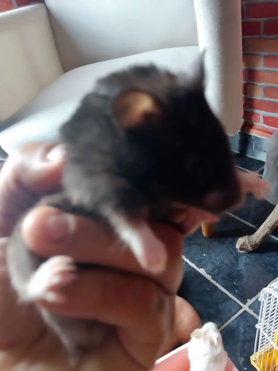 Hamster ? - Foto 2