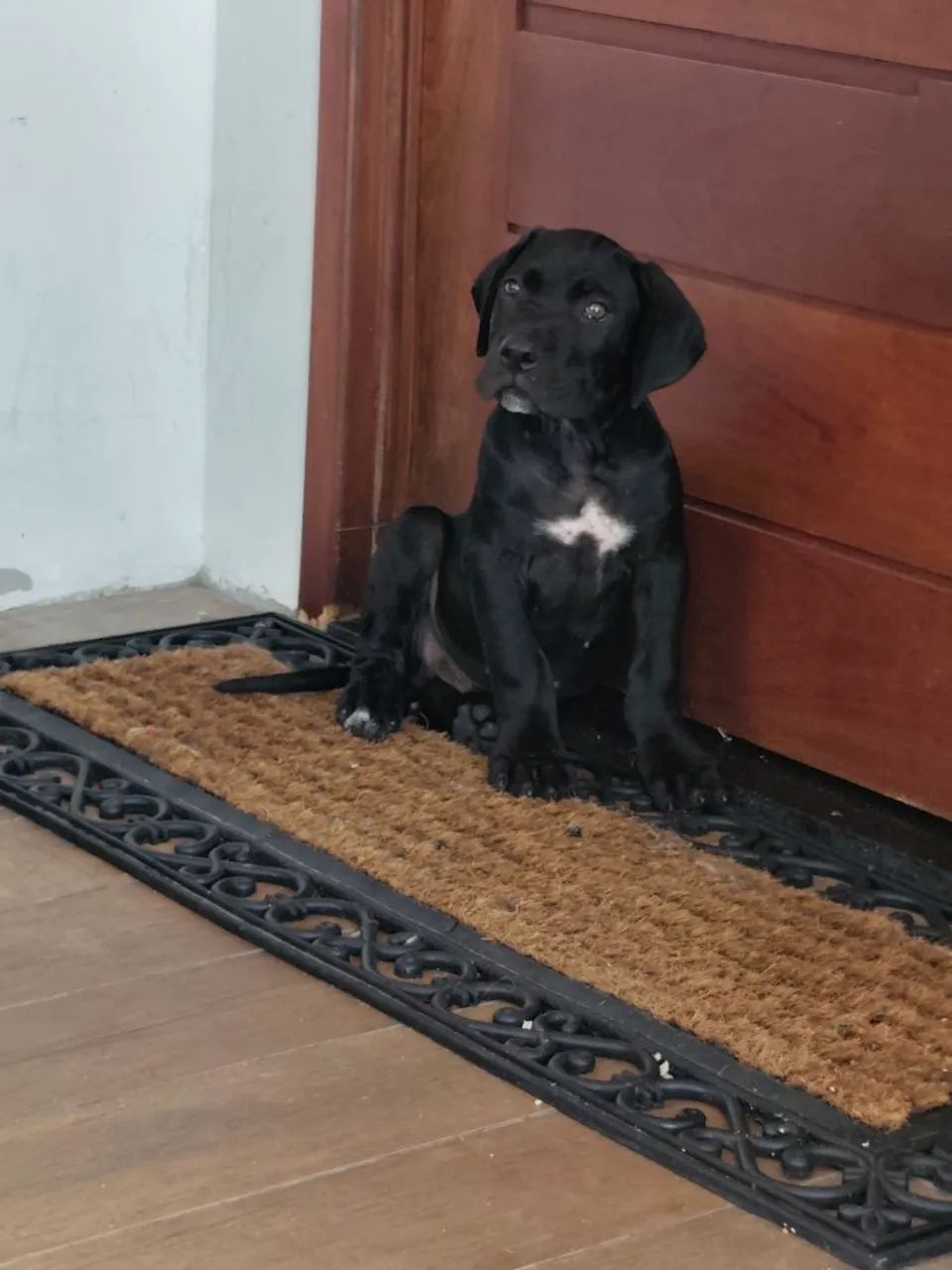 Cane Corso  - Foto 4