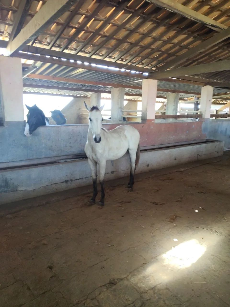 Potro 15/16 QM - Foto 5