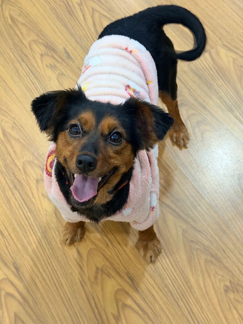 Pet disponível para adoção 