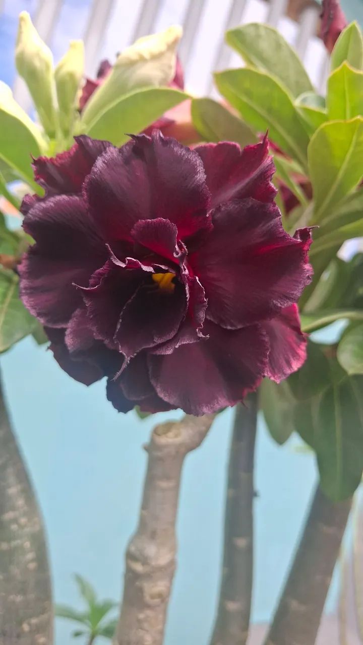 Vende- se Rosas do deserto 