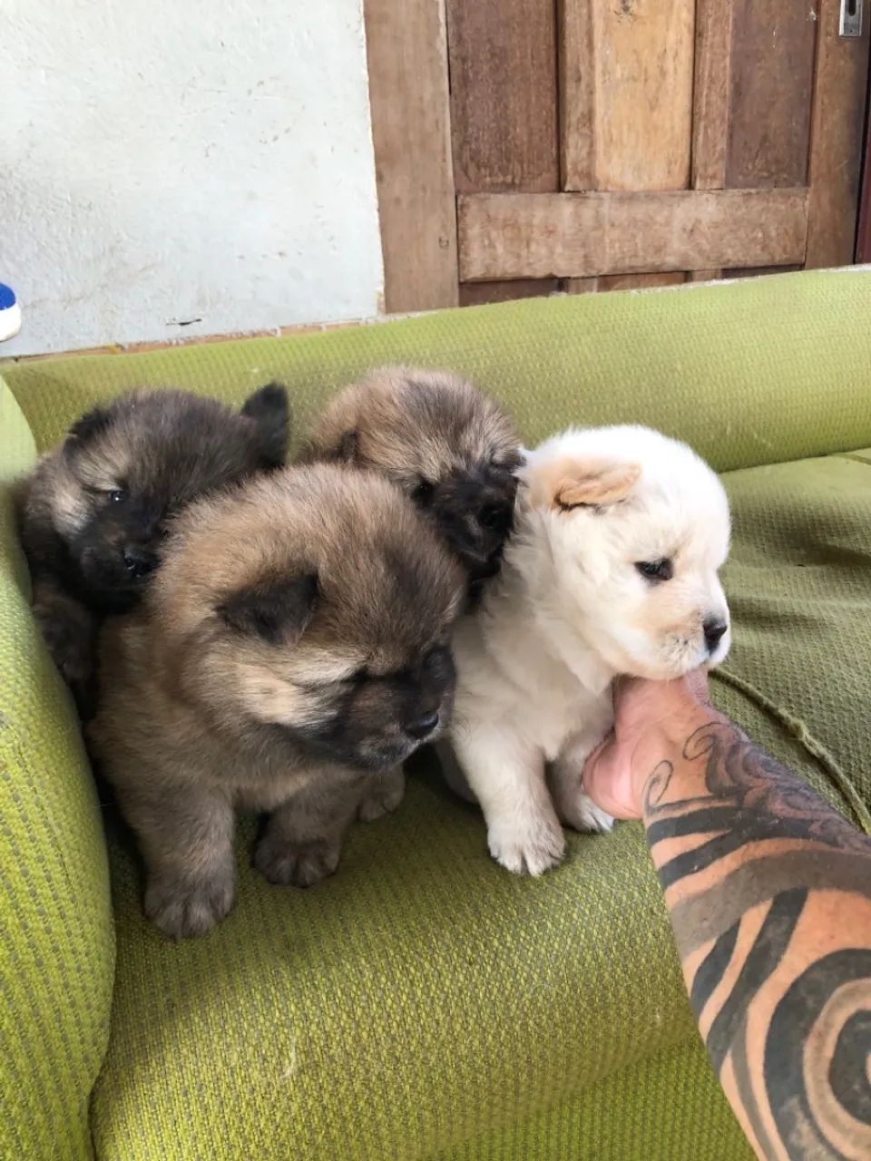 Filhotes de chowchow  - Foto 4
