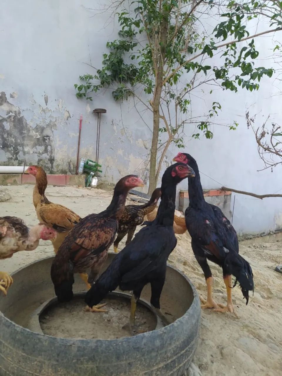 Frango índio  - Foto 5