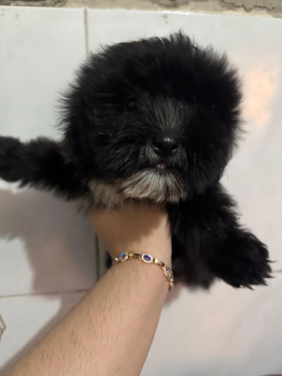 Filhote Macho de Shihtzu com Poodle - Foto 5