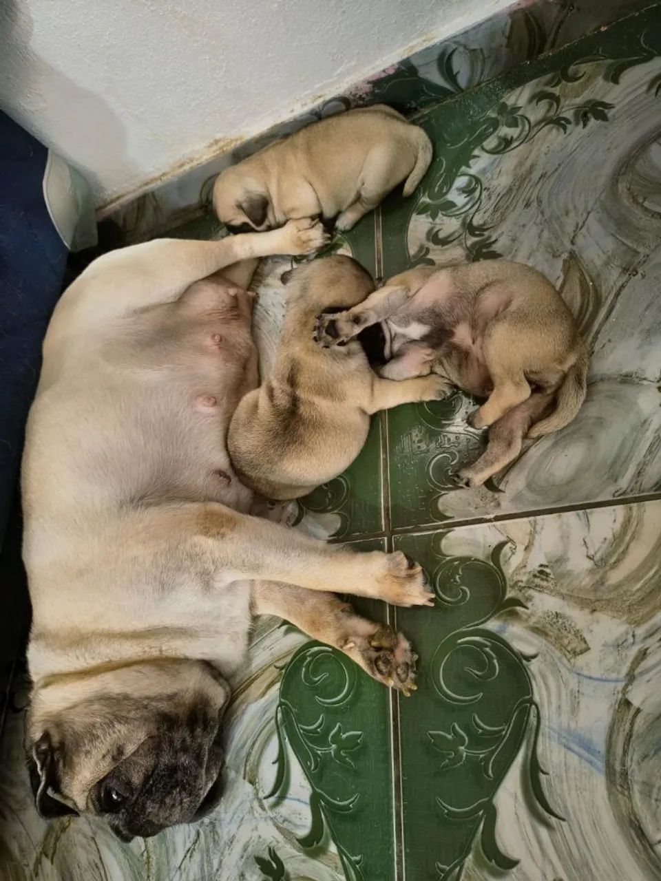 Filhotes de Pug  - Foto 2