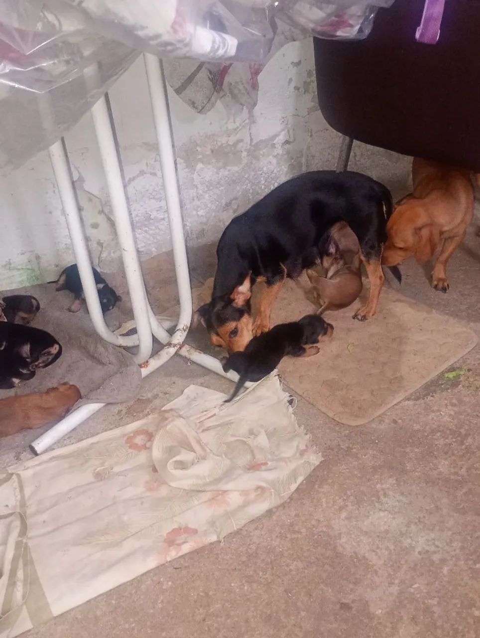 Cachorro  - Foto 3