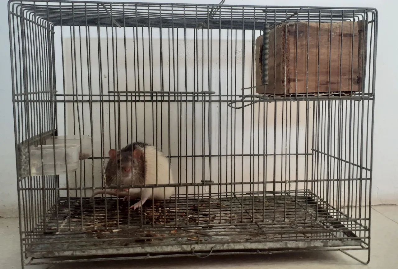Rato Twitter com a gaiola - Foto 3