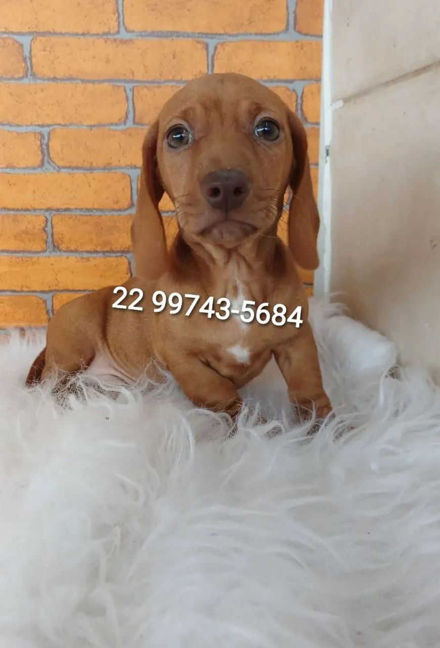 Teckel  mini - Foto 5