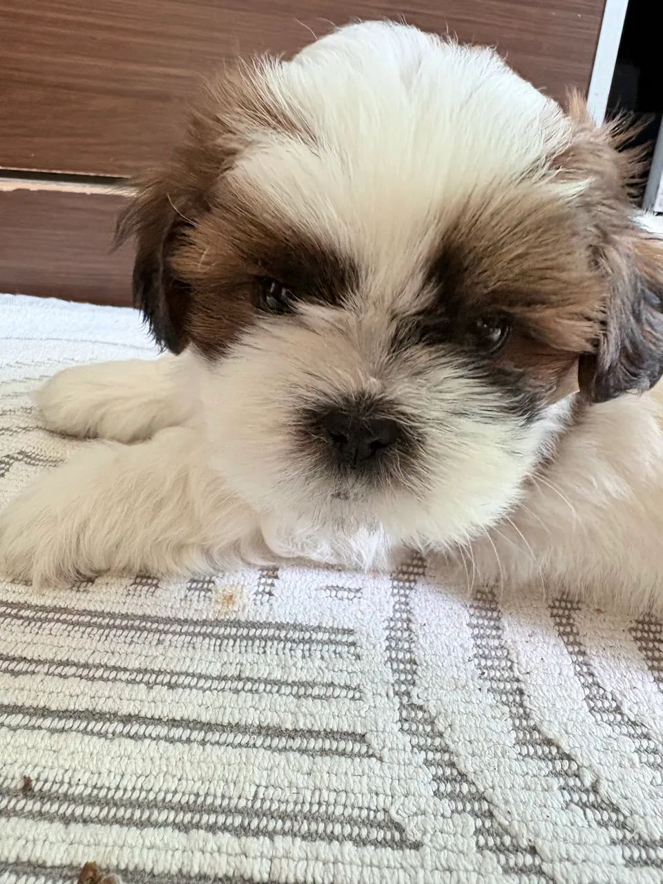 Filhote de Shihtzu macho  - Foto 3