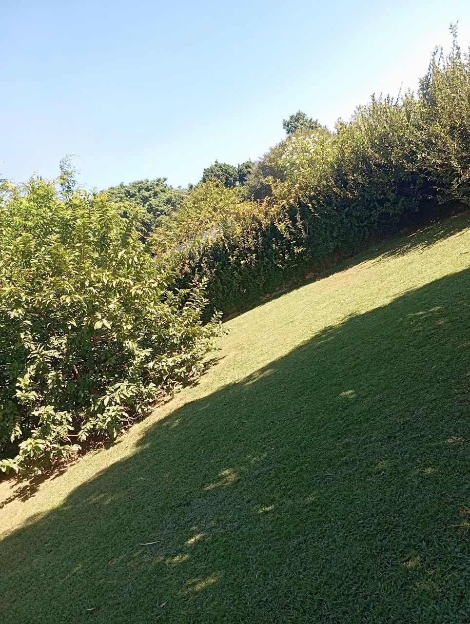 Ajudante é meio oficial Limpeza podas disponível 