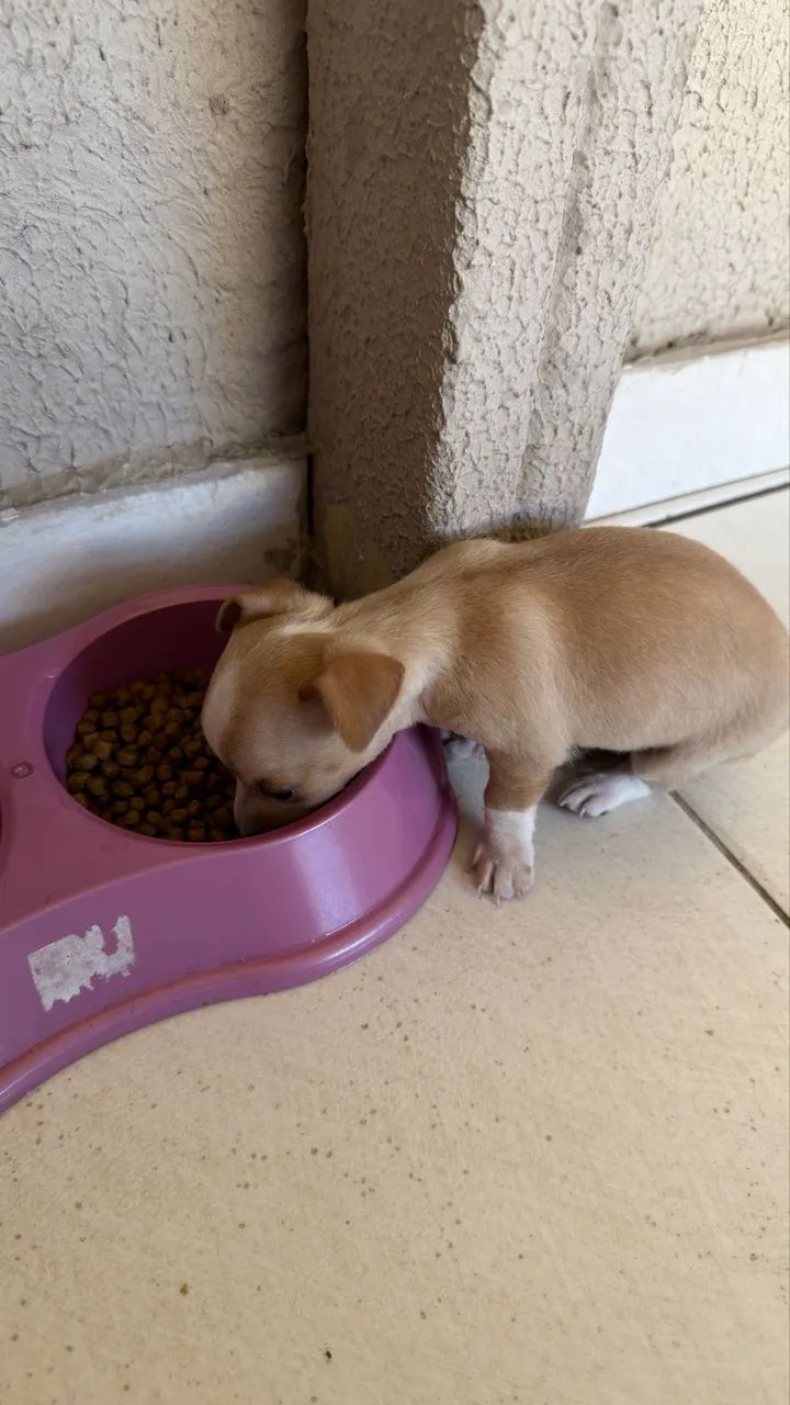 Pinscher macho  - Foto 3
