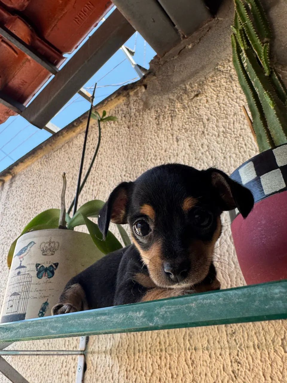 Pinscher fêmea  - Foto 4