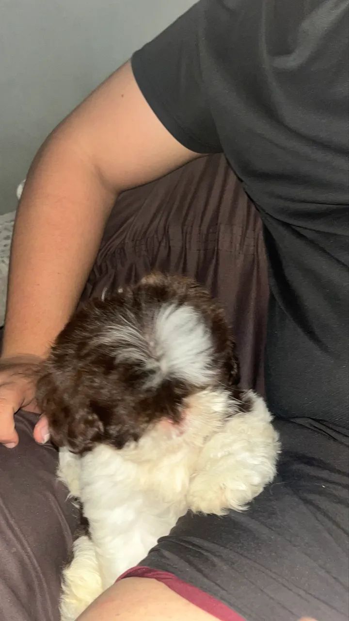 Shih tzu - Foto 3