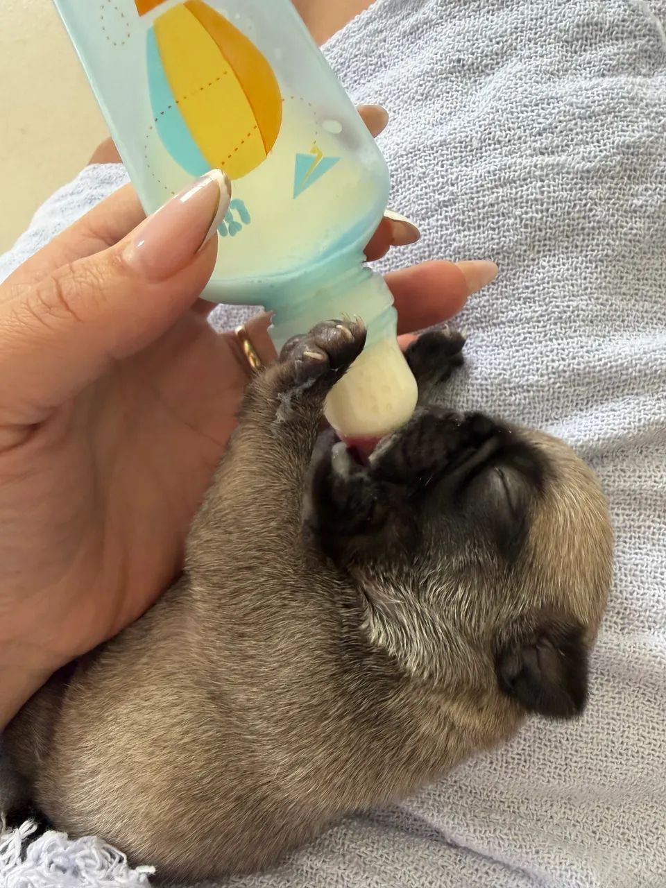 Pug machinho - Foto 2