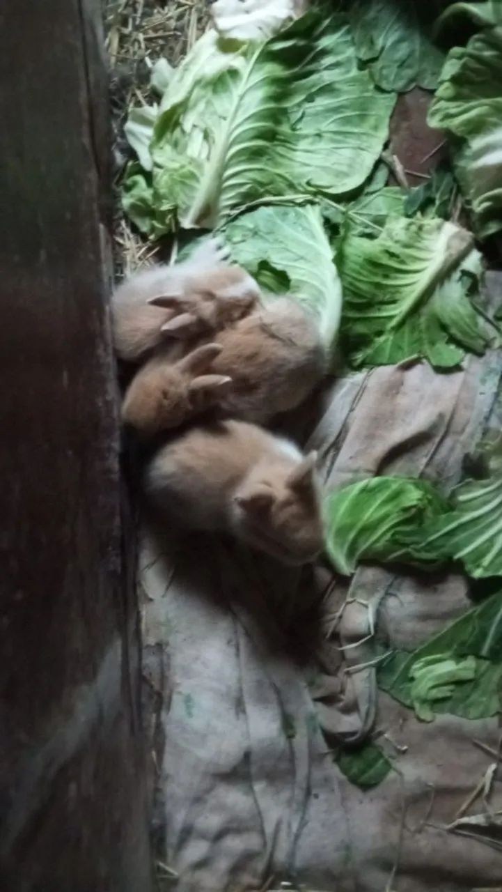 Filhotes de coelhos - Foto 3