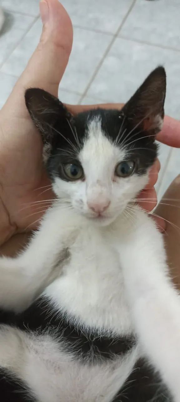 Gatinhos Para Adoção  - Foto 5