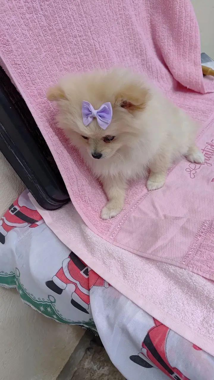 Cachorro lulu  - Foto 4