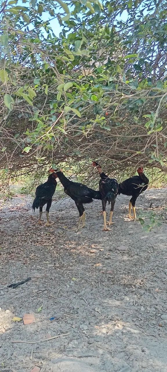 Frangotes de procedência  - Foto 5