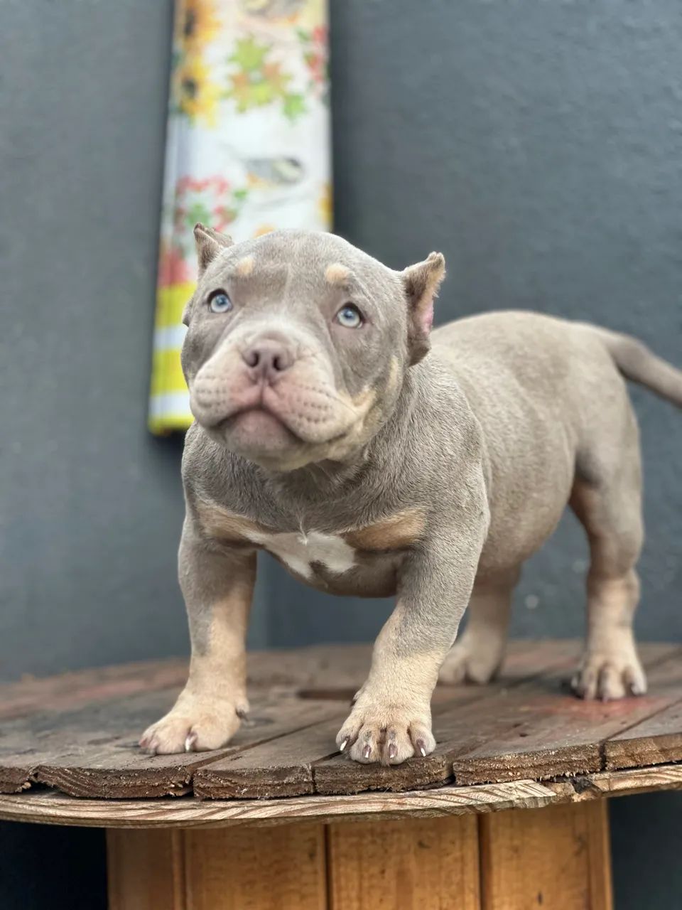 AMERICAN BULLY MICRO - FÊMEA  - Foto 2