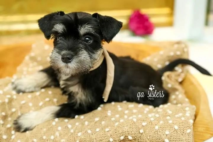 Schnauzer miniatura  - Foto 4