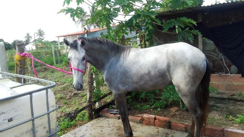 Vende égua 