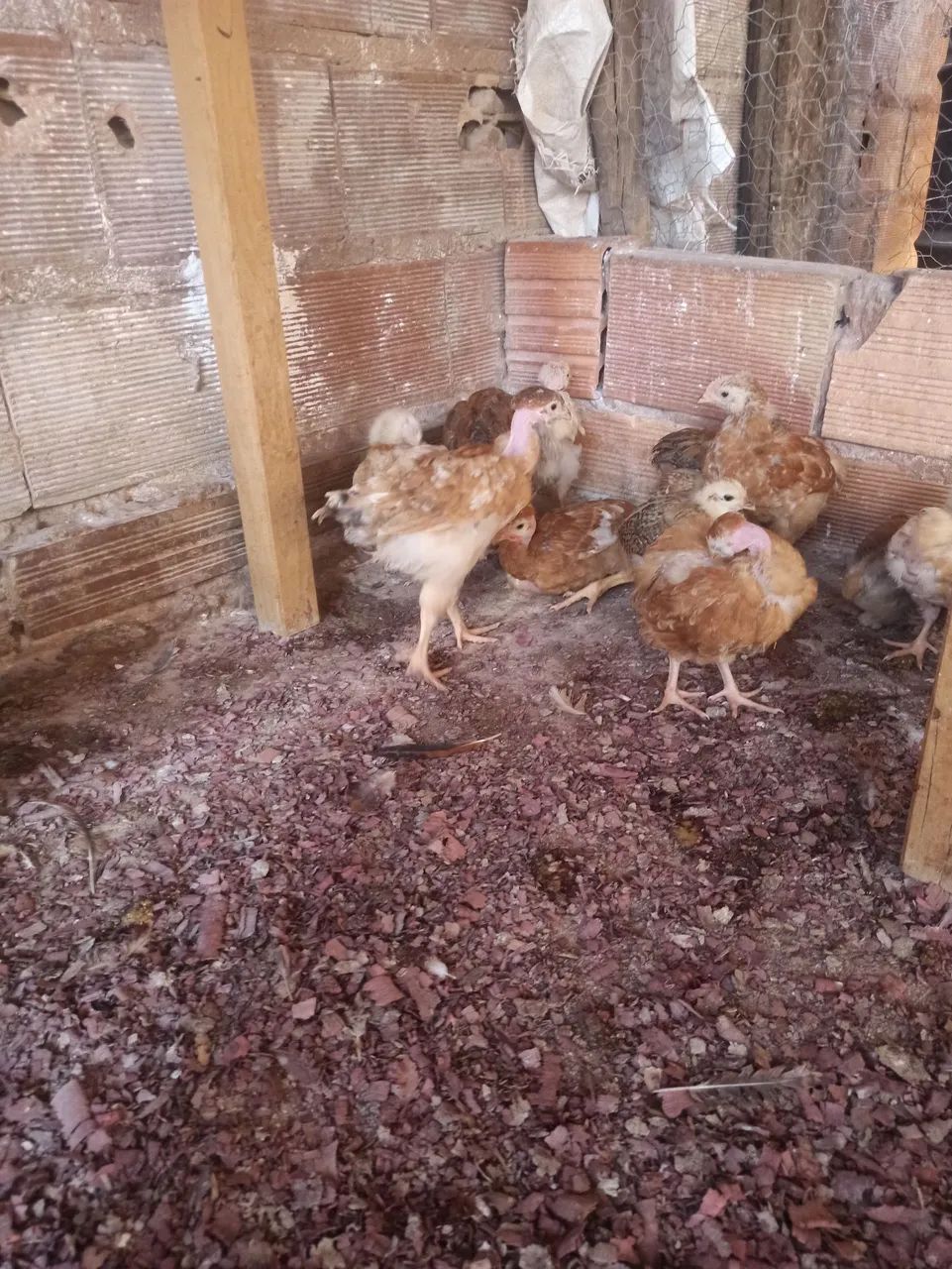 Vendo 32 pitinhos label rouge  - Foto 5