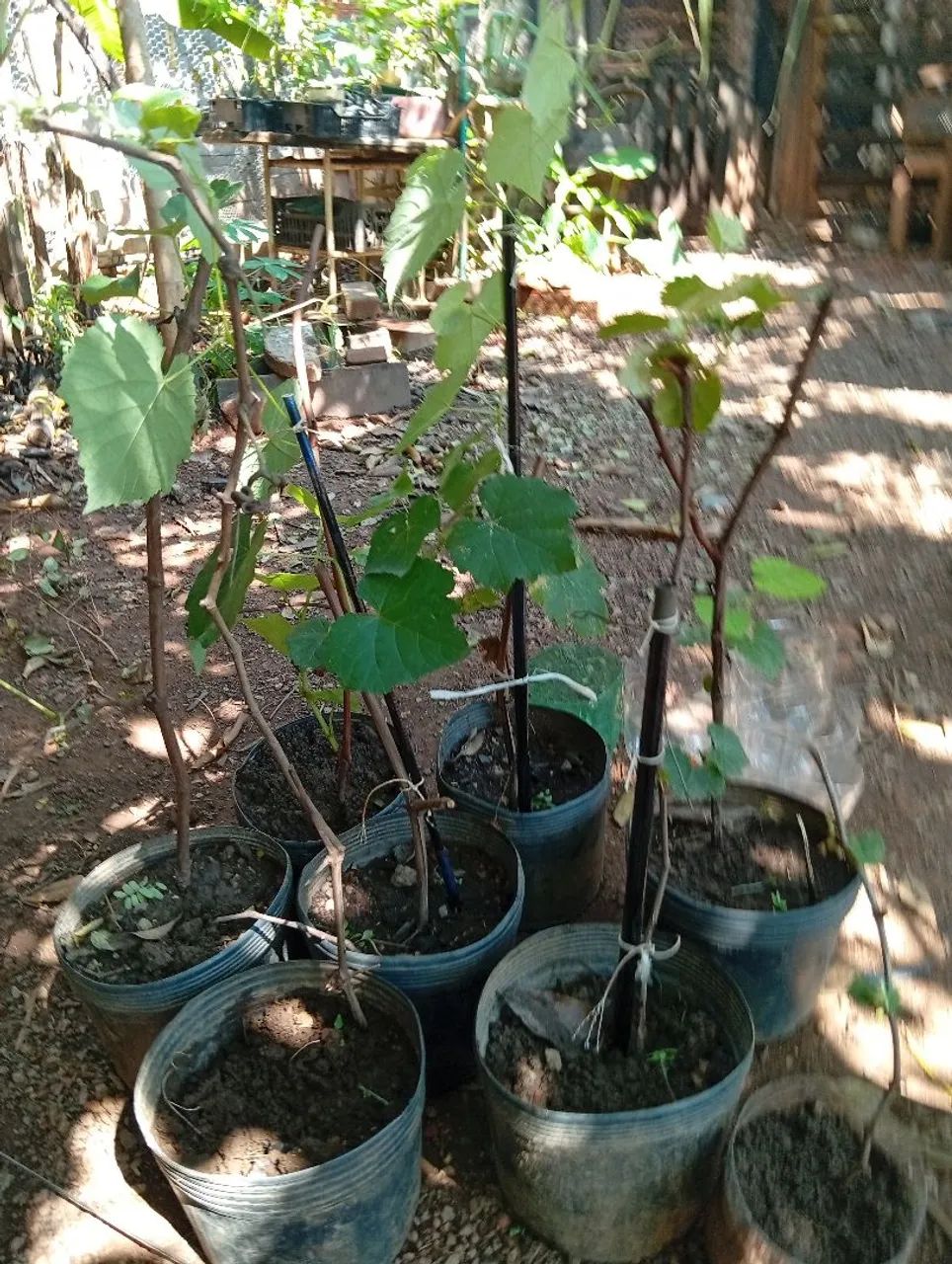 Mudas de uva  - Foto 5