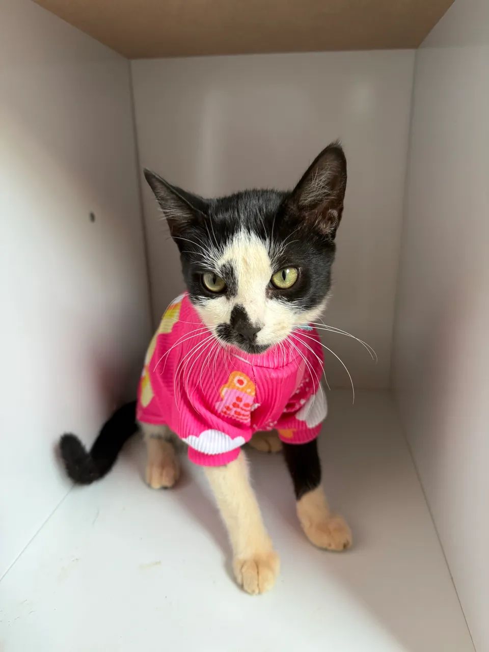 Roupinhas de Pet  - Foto 4
