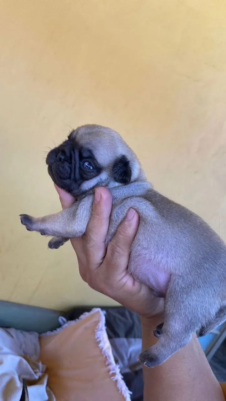 Pug mine  - Foto 2
