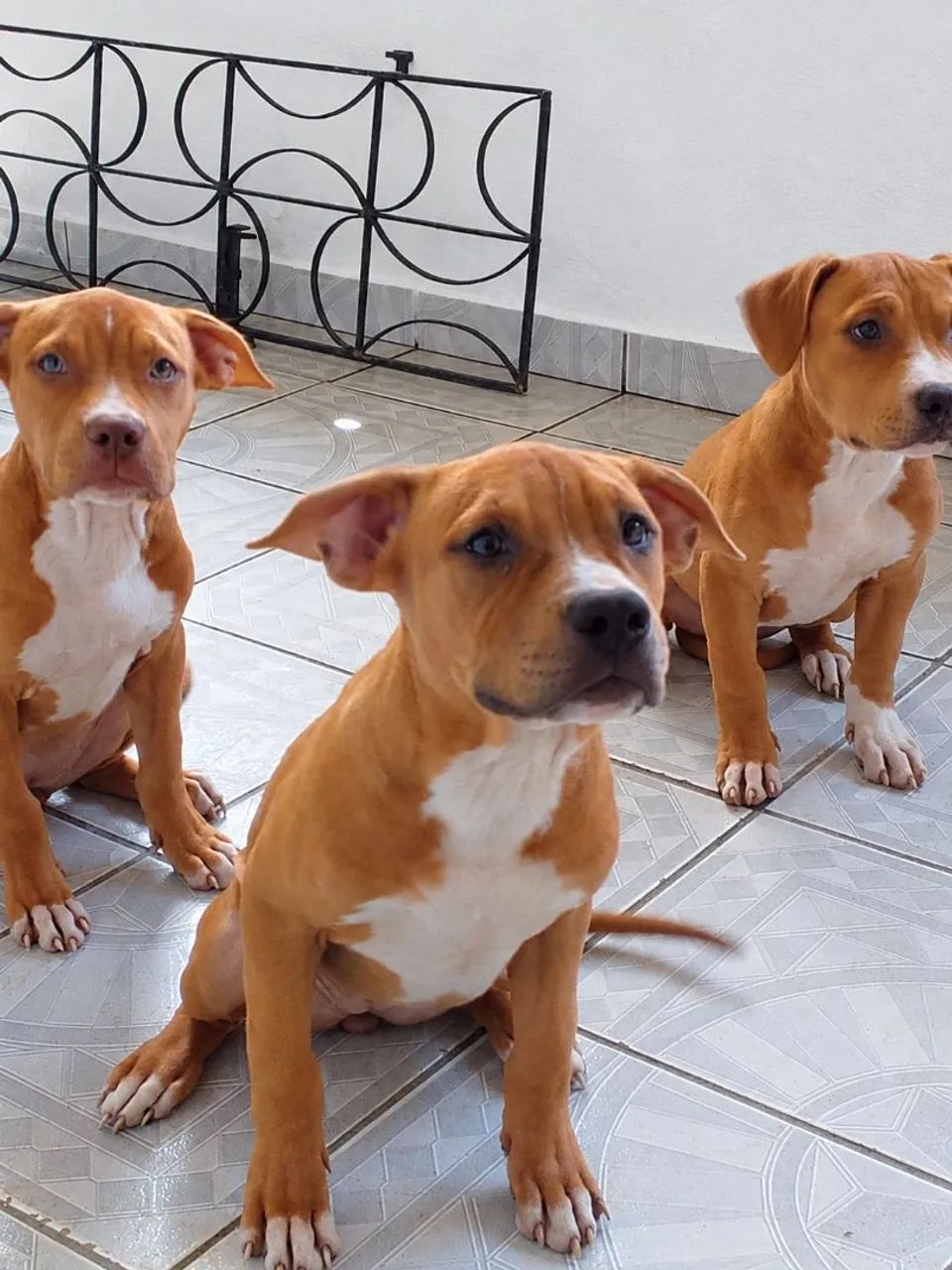 Cachorro  - Foto 5