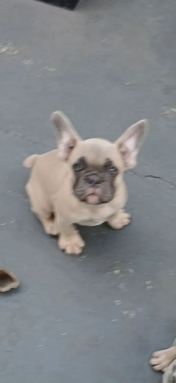 Buldogue Francês Exótico 