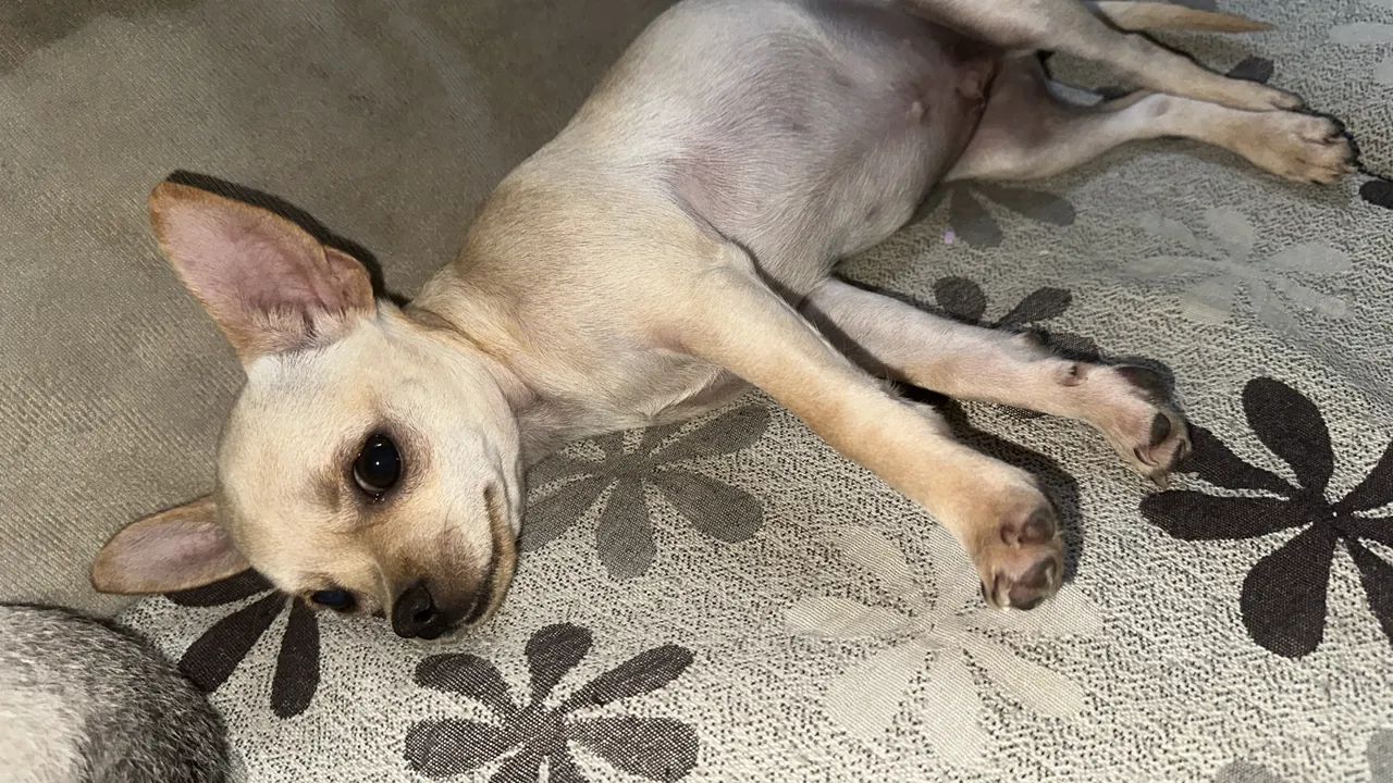 Chihuahua Macho  - Foto 3