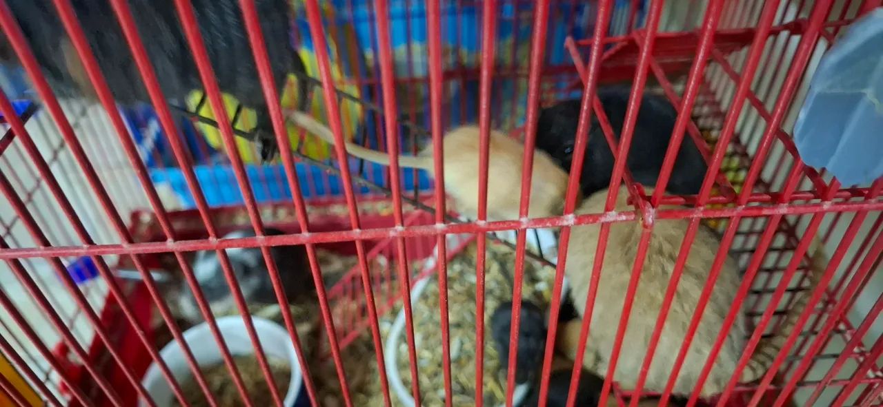 Vendo esquilos gerbil65048997721858121