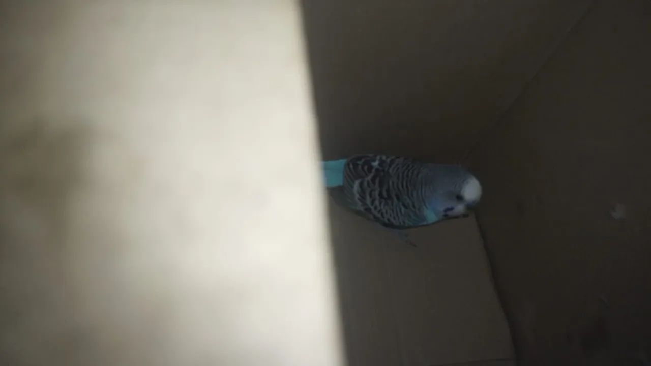 Perikito 