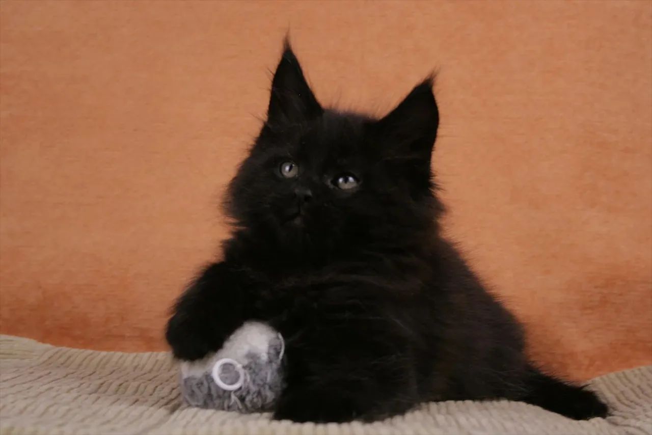 Maine coon 
