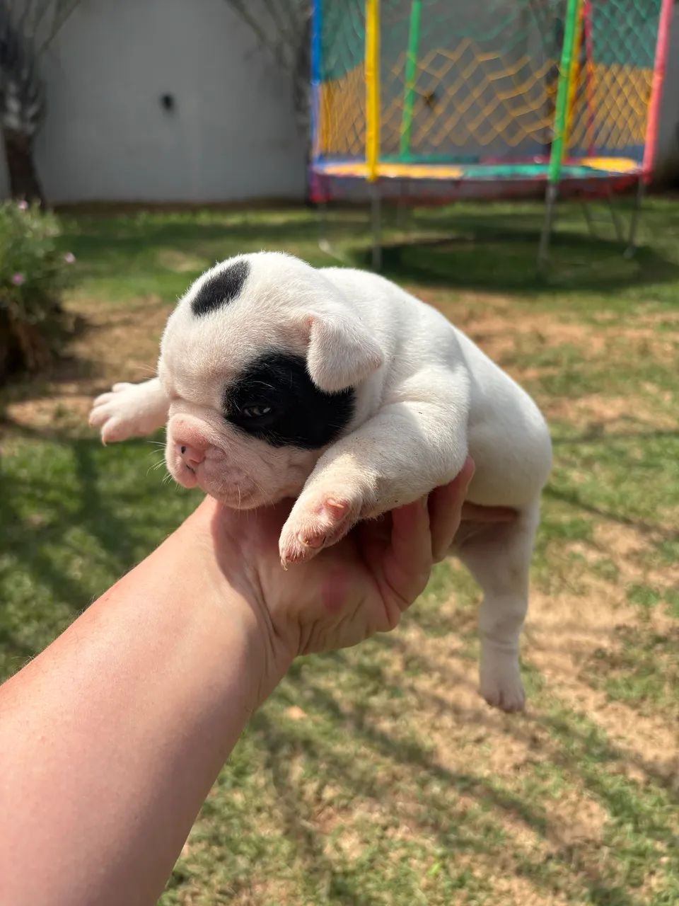Buldogue francês  - Foto 4