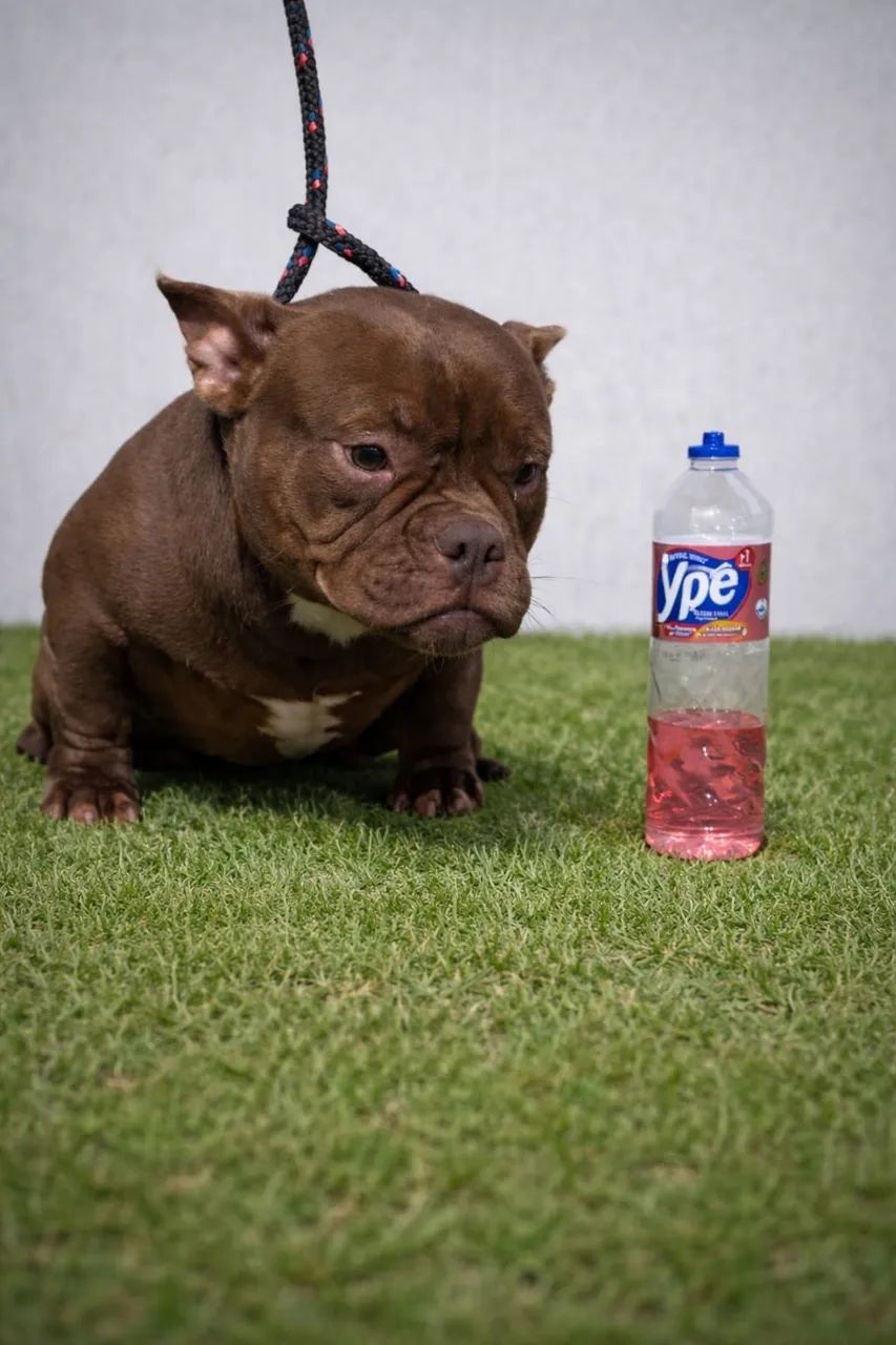 American bully micro  - Foto 5