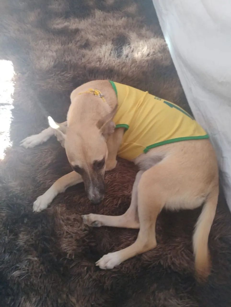 Adoção responsavel - Foto 2