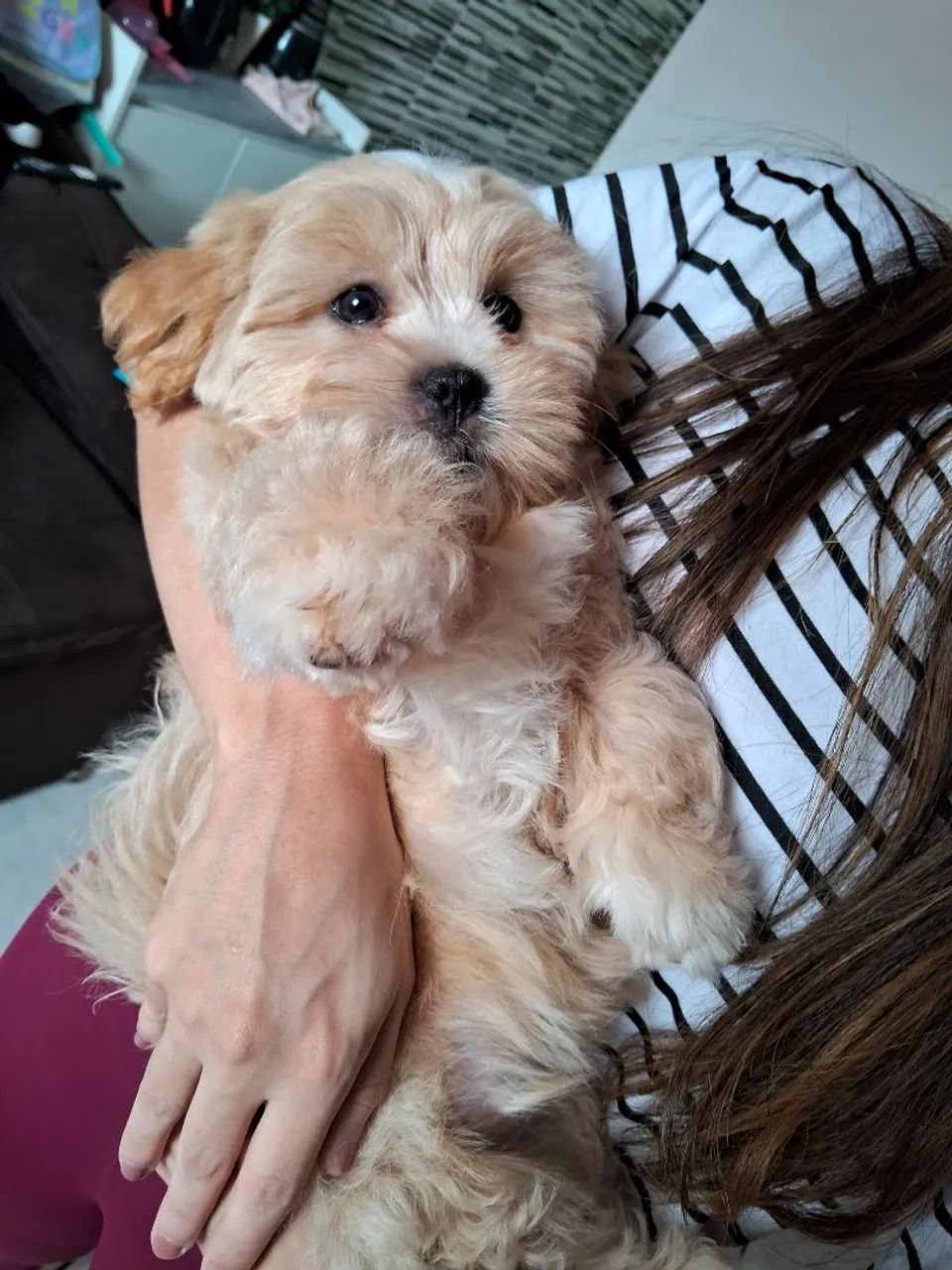 Lhasa Apso - Foto 3