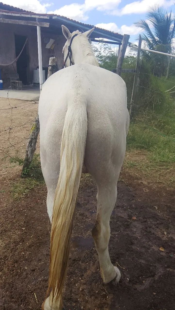 Cavalo - Foto 2