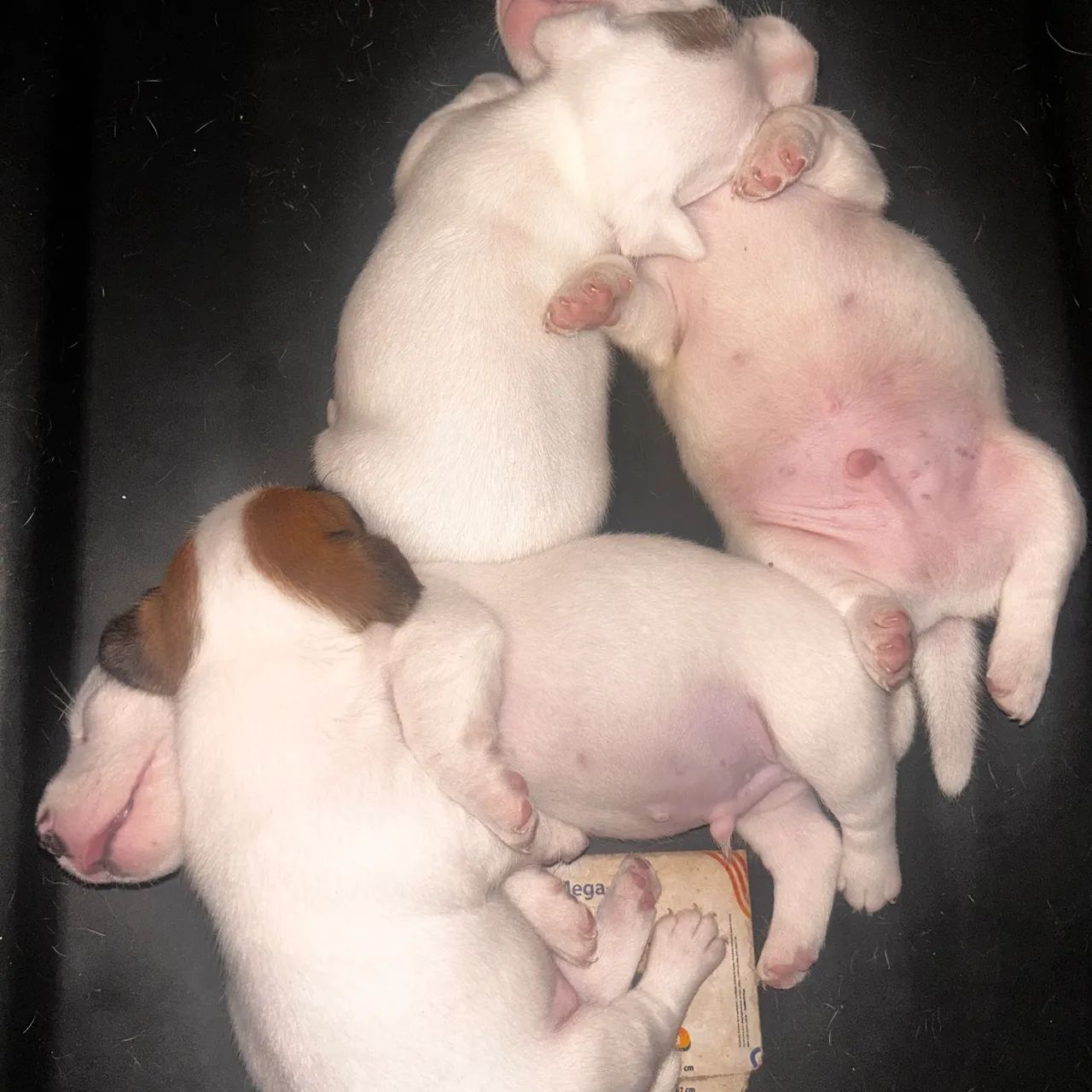 Jack Russel  - Foto 3