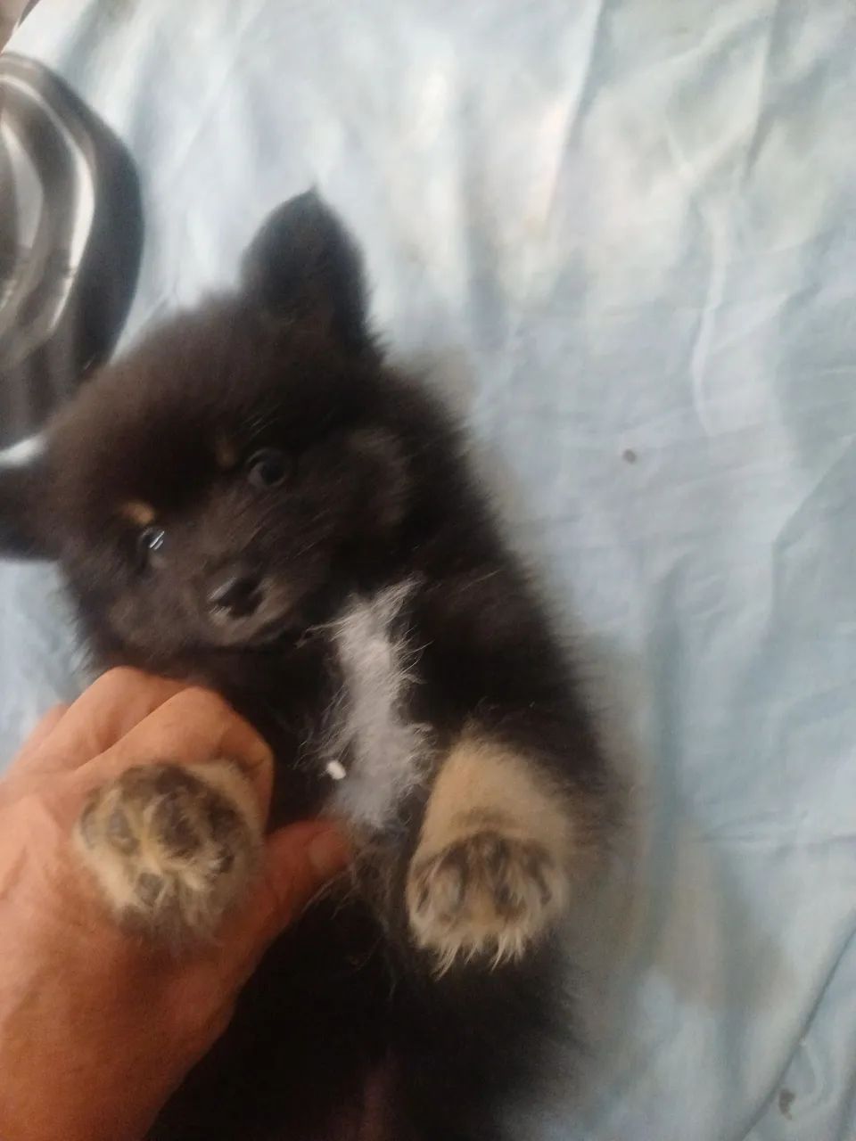 Animais de estimação  - Foto 4