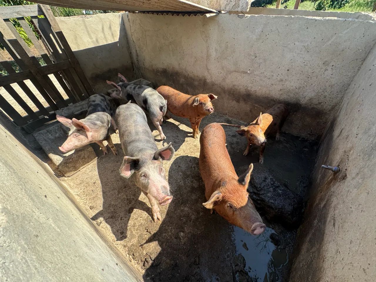 Pitrans e Durocs - Suínos - Foto 2