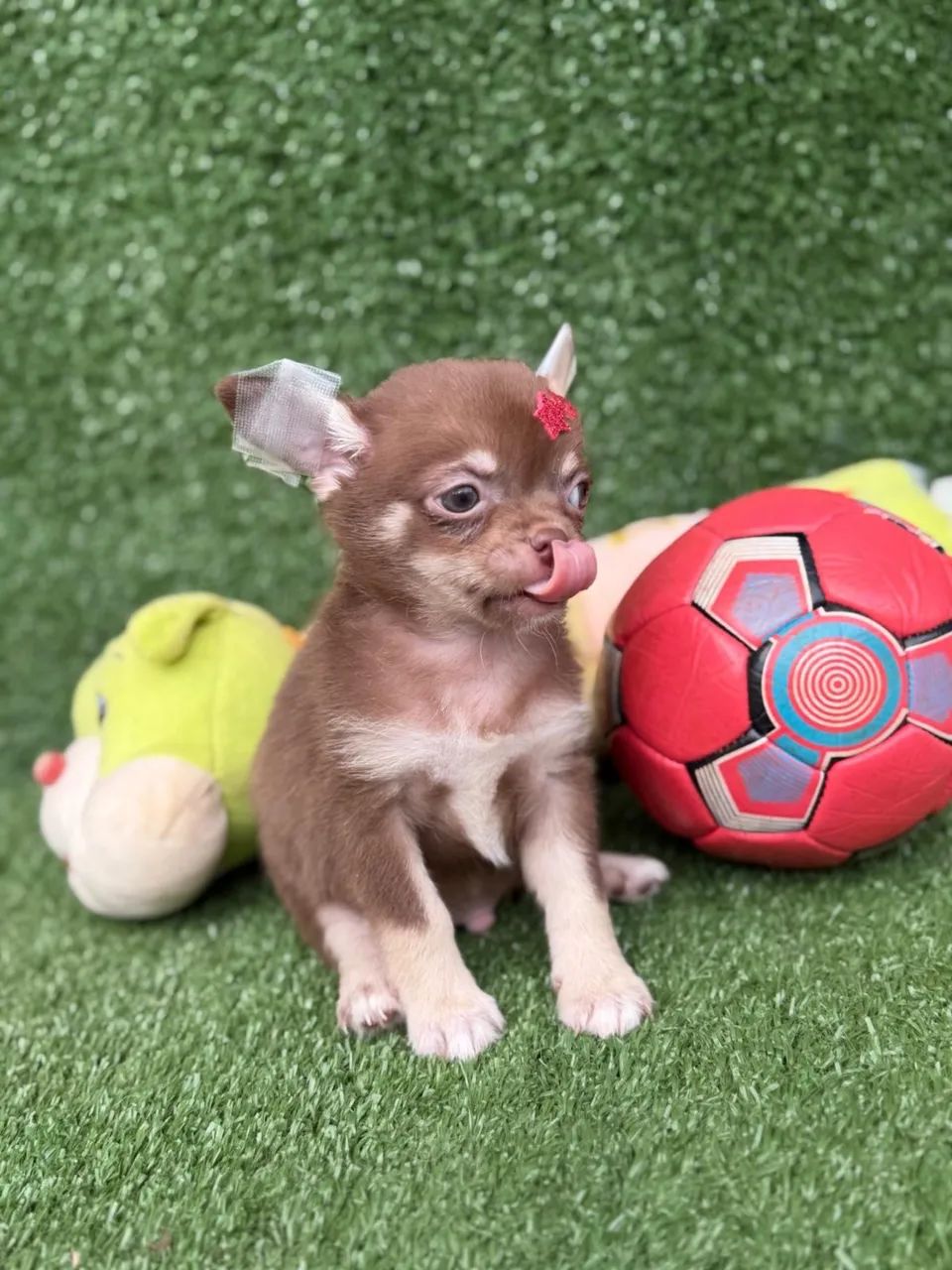 Chihuahua micro - Foto 2