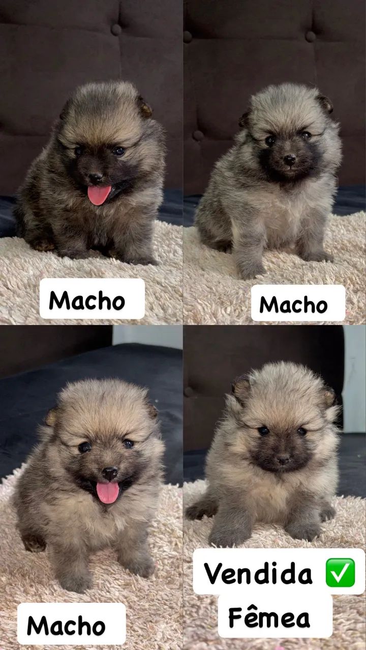Spitz Alemão 