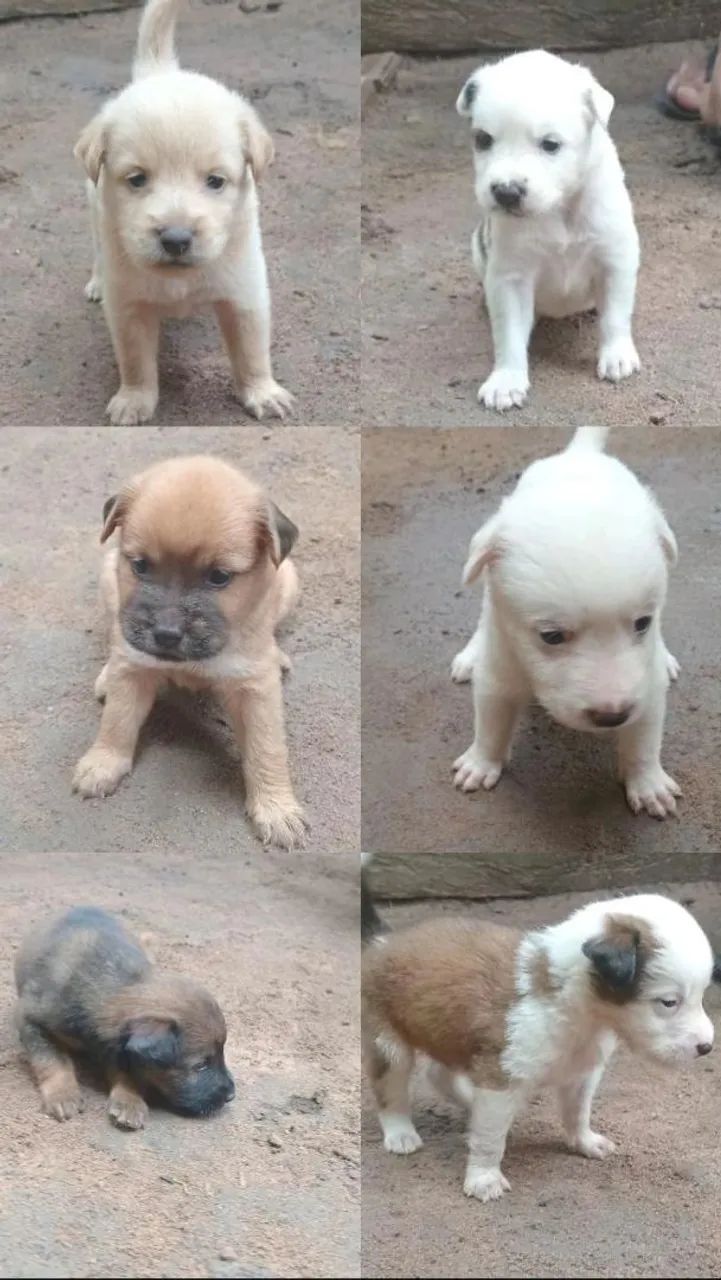 Chow-chow mestiços  - Foto 4