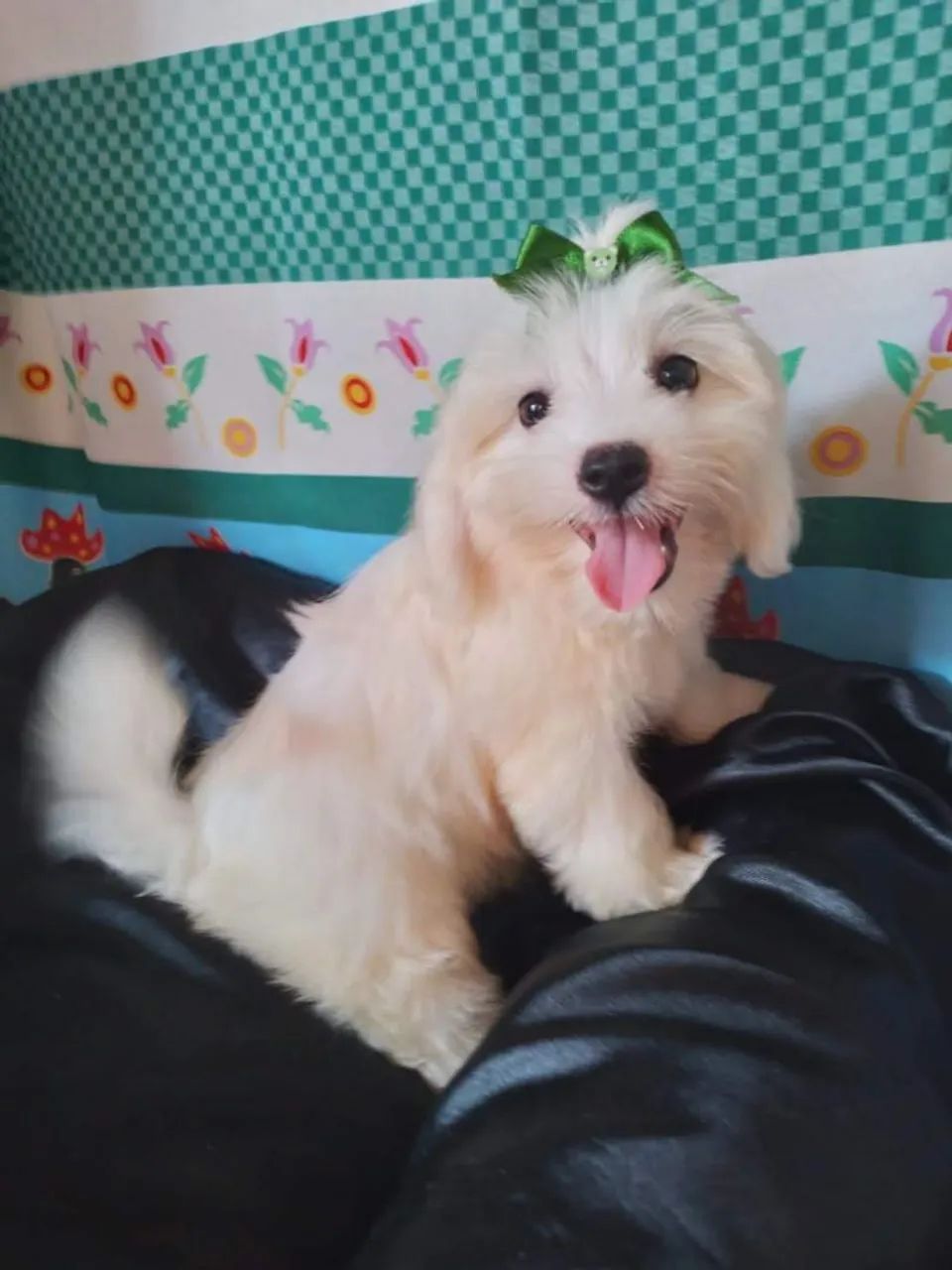 Maltês vacina importada, pedigree 